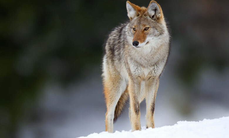 Coyote Population By State: 2024 Statistics